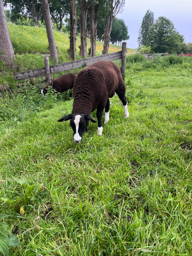 Zwartbles rammen, Dieren en Toebehoren, Schapen, Geiten en Varkens, Mannelijk, Schaap, 0 tot 2 jaar