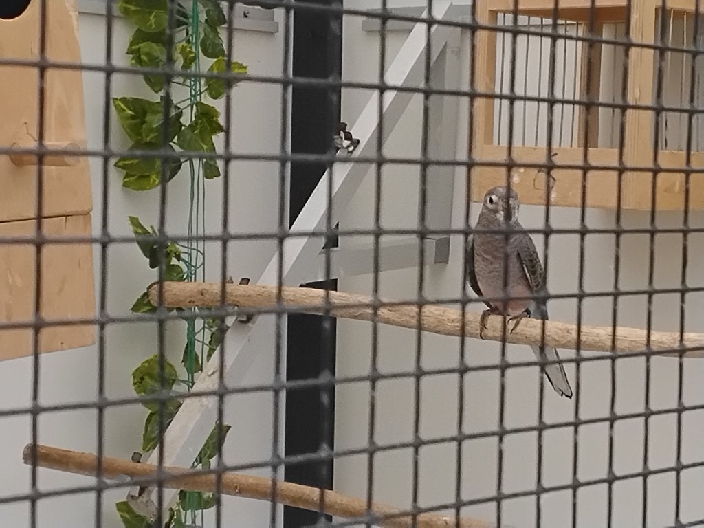 Jonge Bourke wildkleur, Meerdere dieren, Parkiet