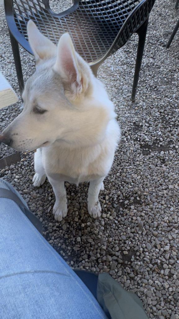 Shepsky te koop, Dieren en Toebehoren, 15 weken tot 1 jaar, Overige rassen, Teef, Parvo