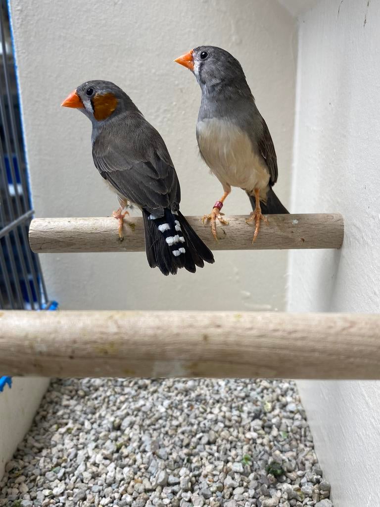 Koppel Timor Zebravinken, Meerdere dieren