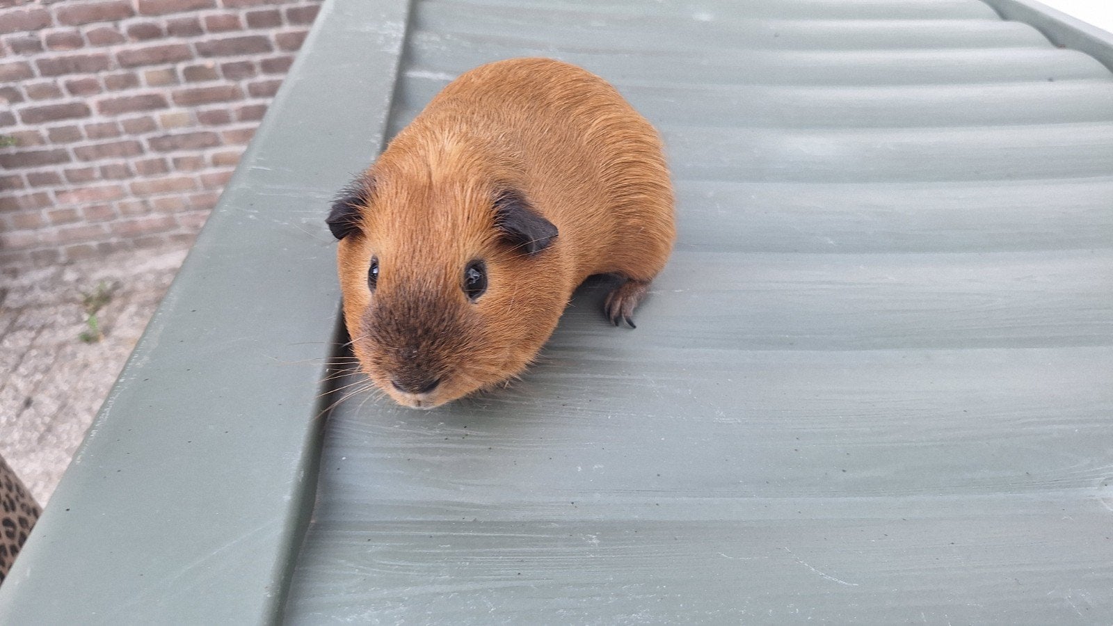 Beertje te koop of te ruil voor een andere california, Dieren en Toebehoren, September, Mannelijk, Cavia