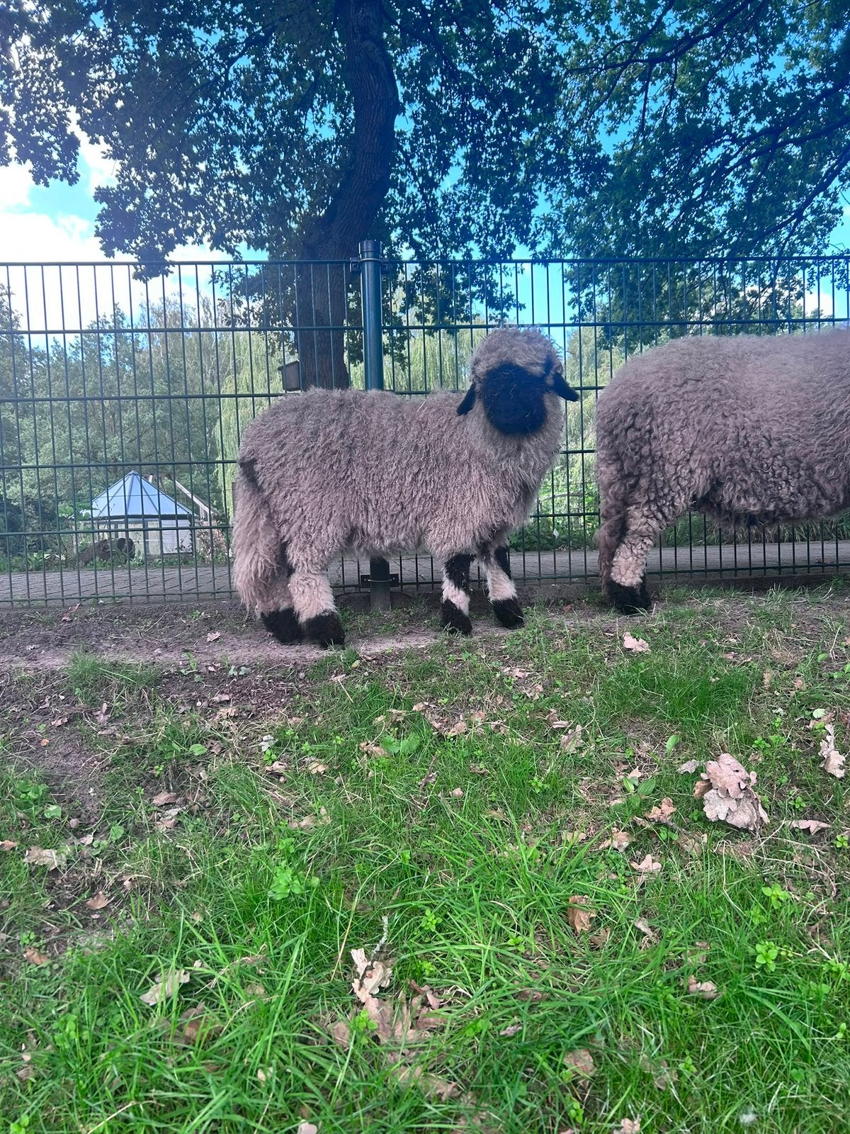 Walliser schwarznase ram, Mannelijk, Schaap, 0 tot 2 jaar