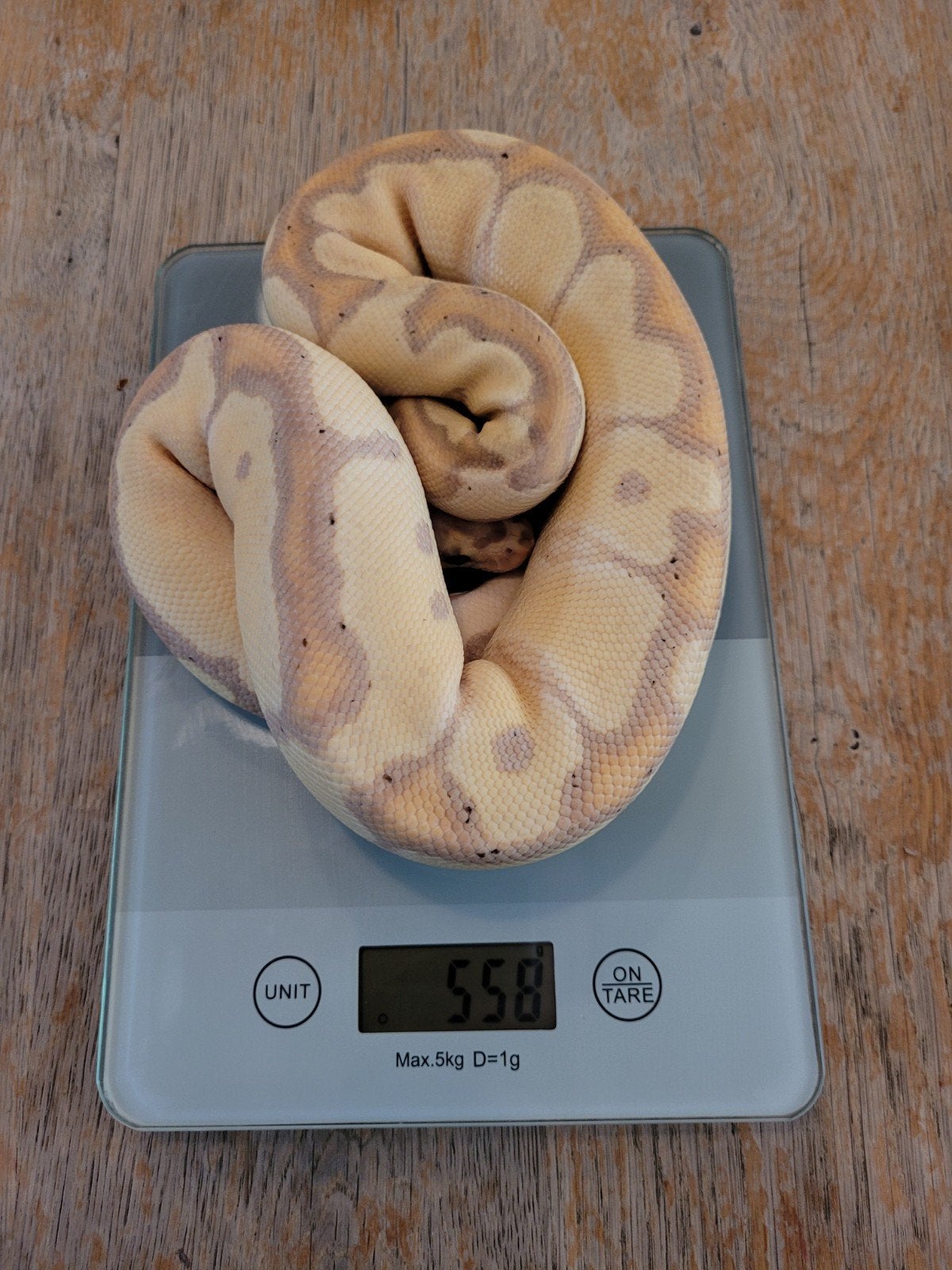 Ballpython, regius Enchi Banana Clown vrouw 0.1 eind 2025 Ball Python photo 5