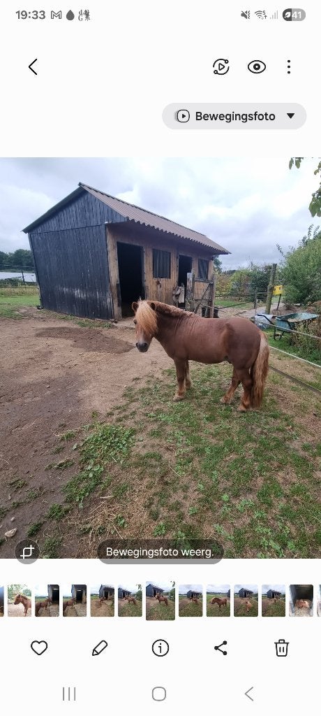 Weidemaatje(s) gezocht (ruintje/hengstje) max. B pony, Dieren en Toebehoren, Hengst, A pony (tot 1.17m), 11 jaar of ouder