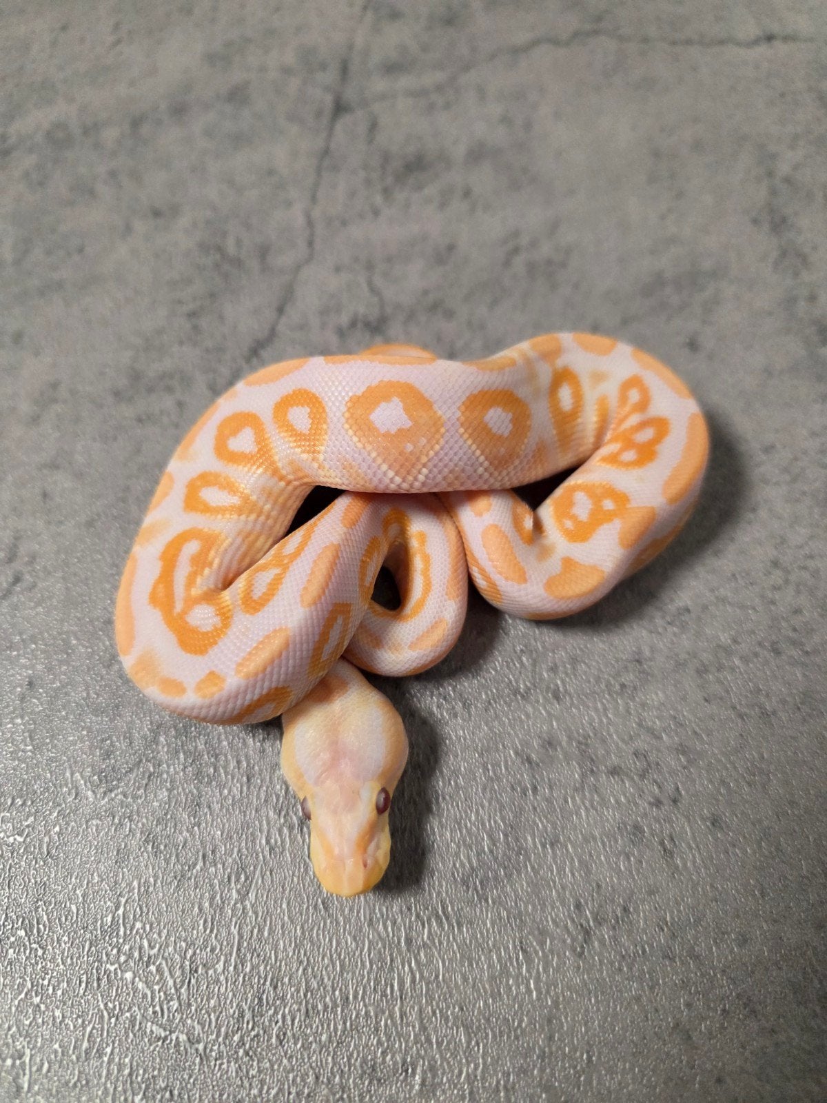 ♂️Cinnamon Lavender Albino 66%Clown️ 2026 Ball Python photo 3