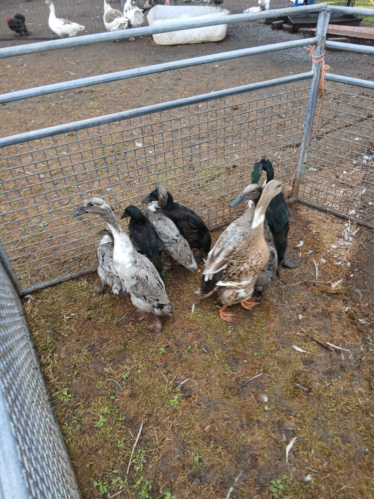 Indische loopeenden, Meerdere dieren, Eend