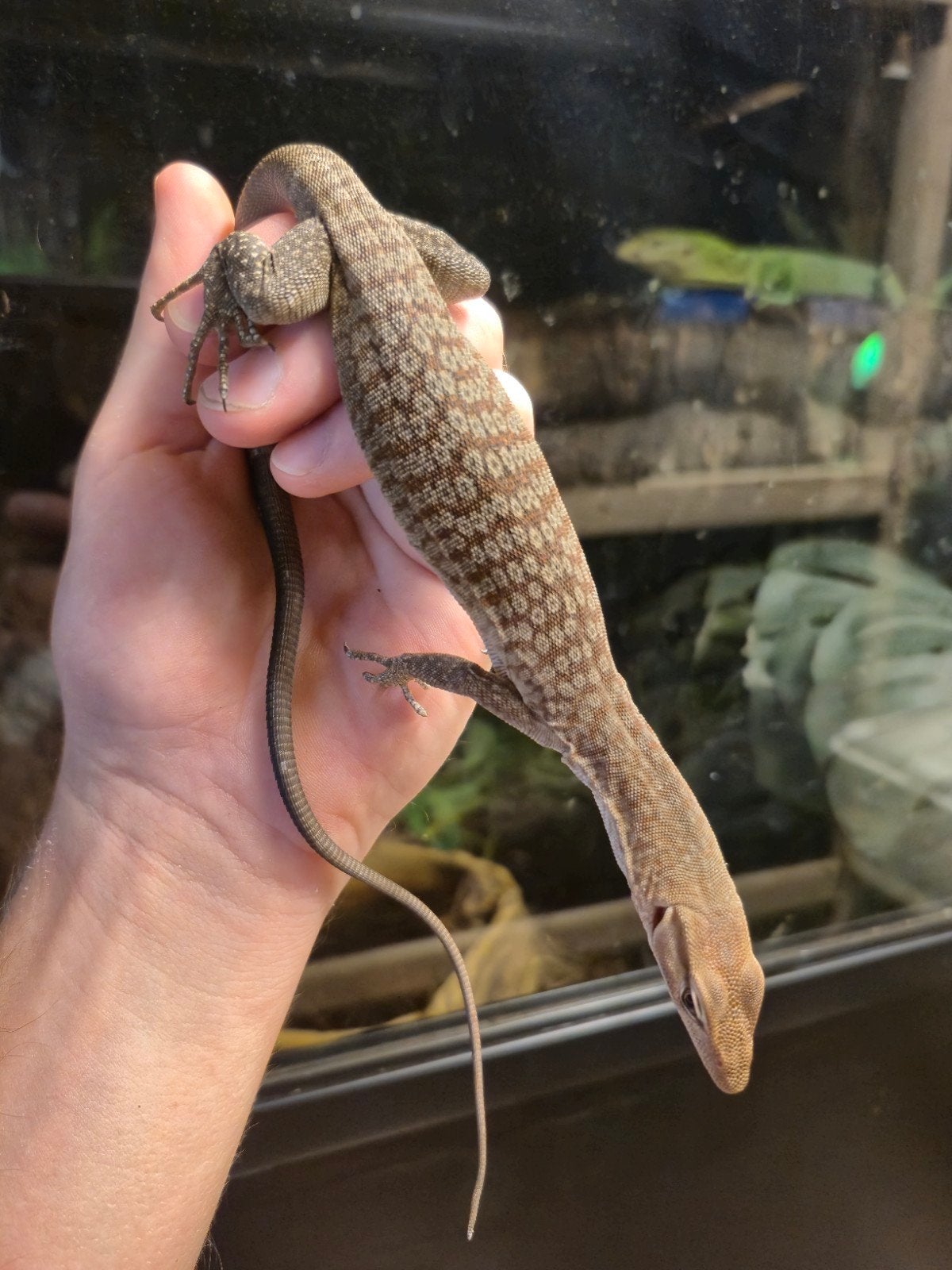Varanus tristis tristis 1.0 NK25 Monitor Lizard photo 2