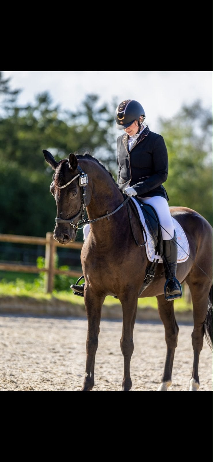 Nomé H, Dieren en Toebehoren, Merrie, Dressuurpaard, 7 tot 10 jaar, 160 tot 165 cm