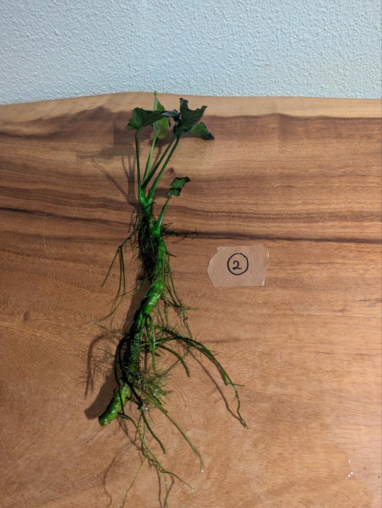 Anubias, Dieren en Toebehoren, Vissen | Aquaria en Toebehoren, Ophalen, Inclusief planten, Zo goed als nieuw, Plant(en), Steen of Hout