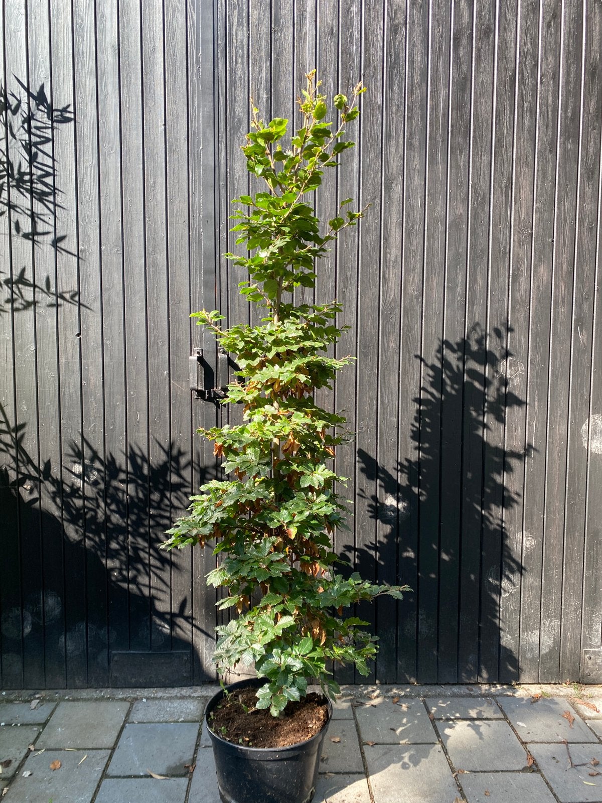 Fagus sylvatica 175-200 in pot. Groene beuk, Tuin en Terras, Planten | Bomen, Bloeit niet, Halfschaduw, Overige soorten, Ophalen