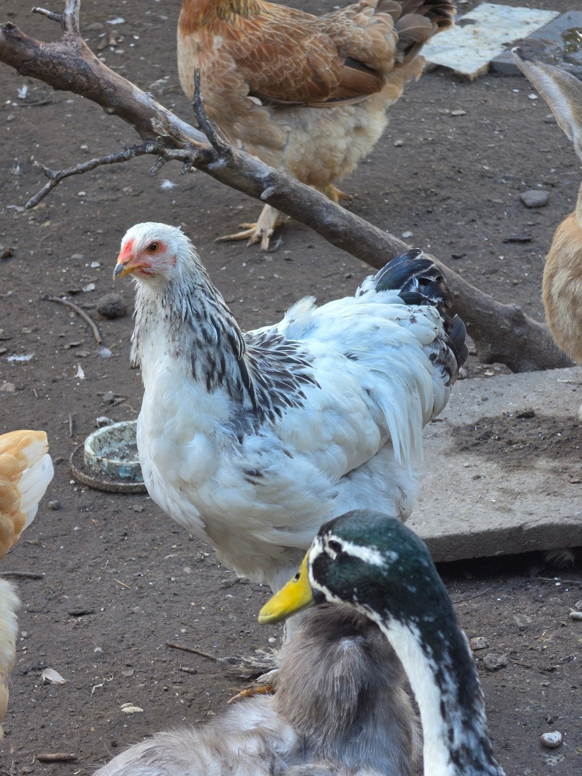 4 mooie brahma hanen zoeken nieuw thuis, Dieren en Toebehoren, Meerdere dieren, Kip
