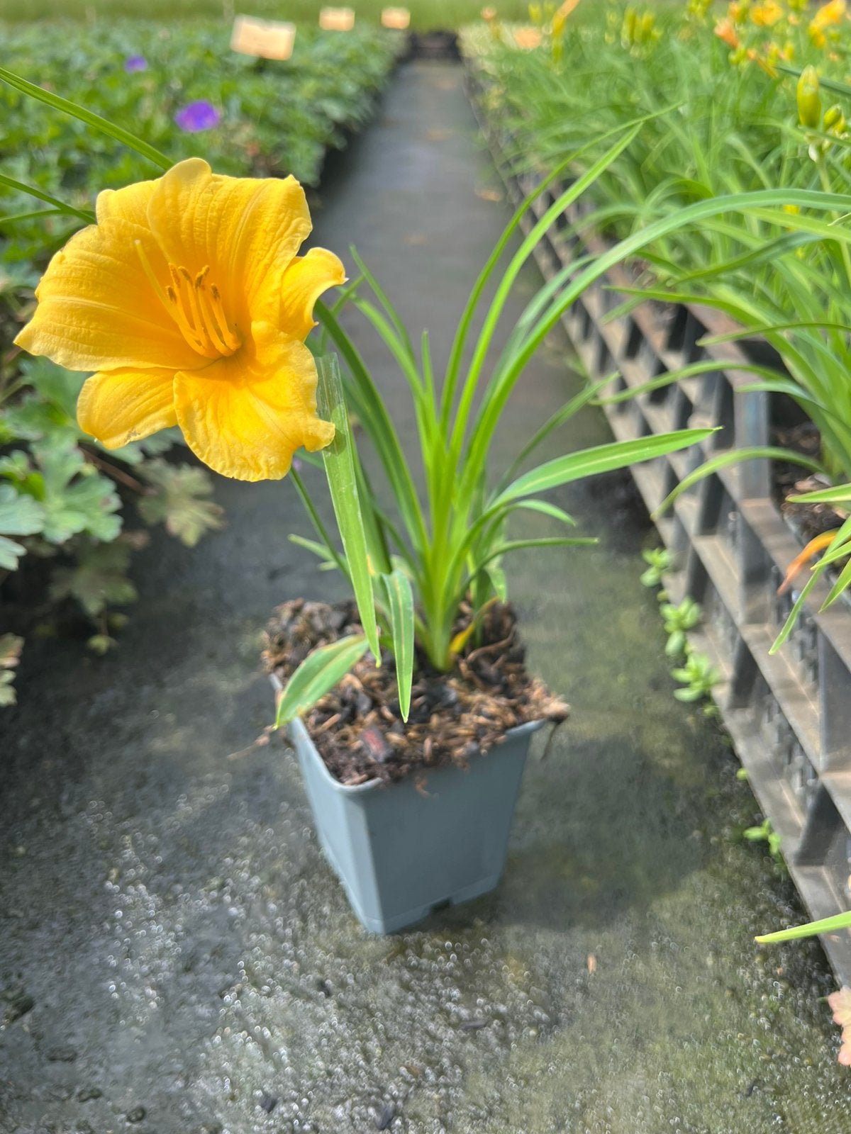 Hemerocallis Mini Stella P9 €3,40, Tuin en Terras, Planten | Tuinplanten, Ophalen, Overige soorten, Volle zon