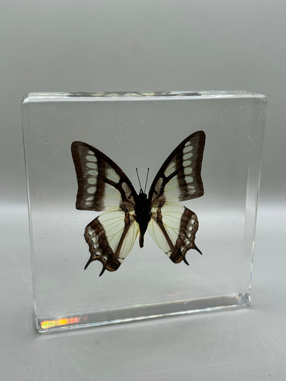 Magische vlinder in epoxy - Uniek decoratiestuk, Ophalen of Verzenden, Nieuw, Insect, Overige typen