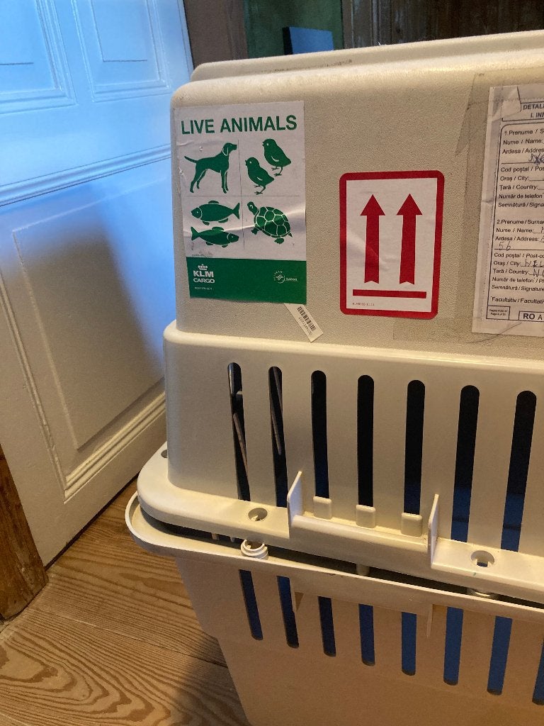 bench hond groot vliegtuig, Dieren en Toebehoren, Ophalen, Gebruikt