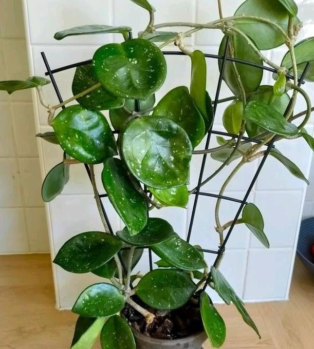 Hoya (mischien Chelsea) stekjes met wortels, Ophalen, Overige soorten, Halfschaduw, Minder dan 100 cm