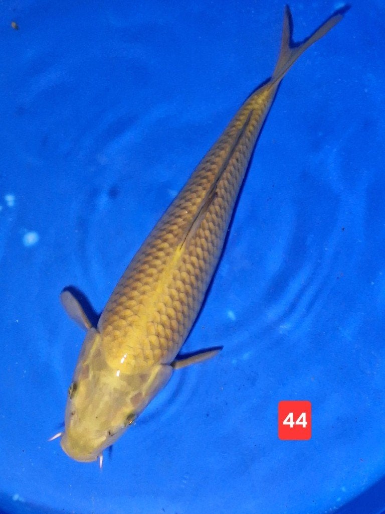 Hele mooie set van 16 Japanse koi karpers ( zie foto's ), Dieren en Toebehoren, Karper of Koi