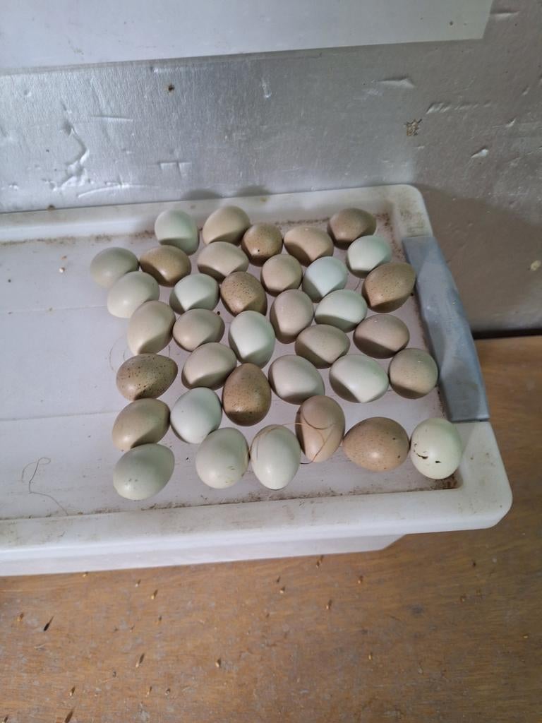 Chinese kwartel eitjes, Ophalen of Verzenden