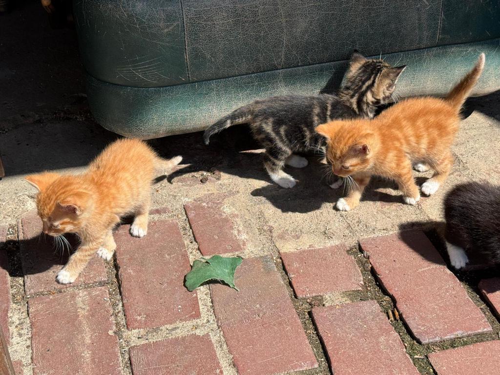 Lieve kittens, Meerdere dieren, Kortharig
