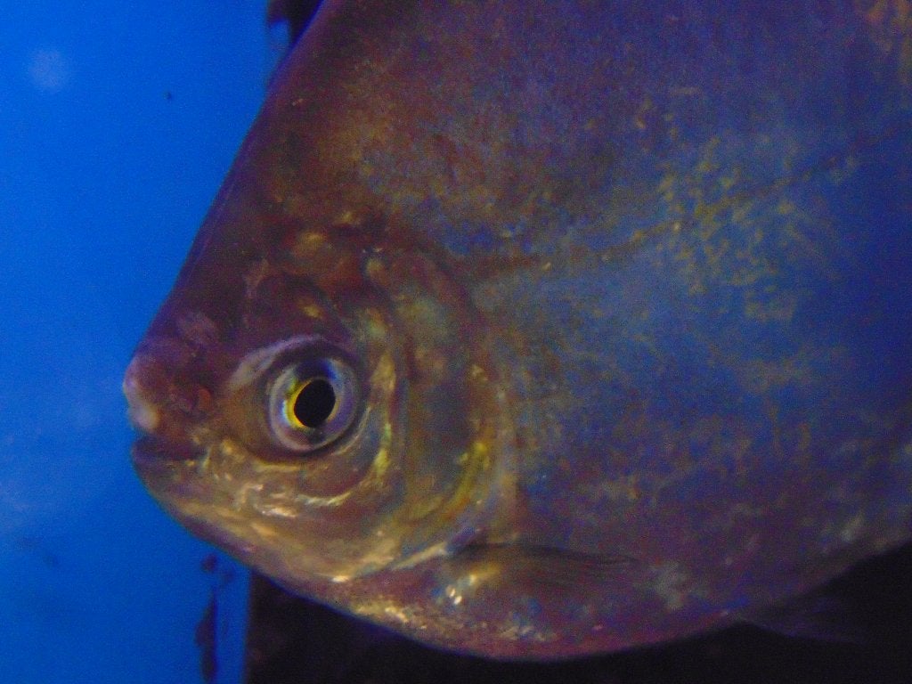 Silver dollar piranha in Assen., Vis, Zoetwatervis, Schoolvis
