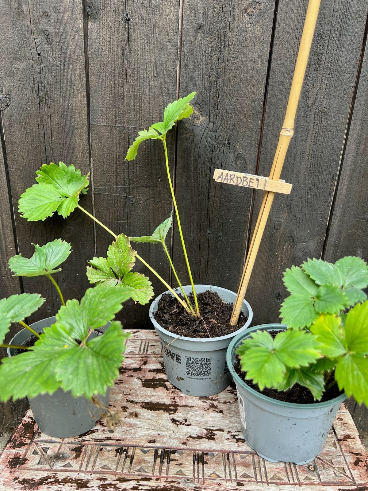 AARDBEIENPLANTEN uit Biologische moestuin, Tuin en Terras, Ophalen, Volle zon, Vaste plant, Fruitplanten