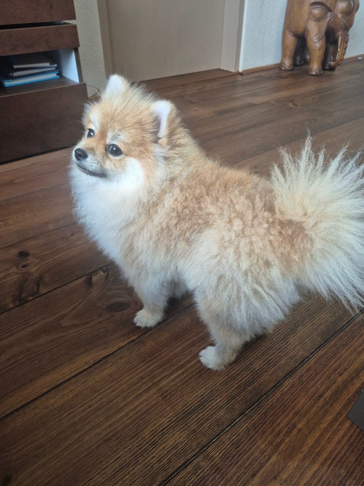 Mini Pomeranian-reutje, Dieren en Toebehoren, Particulier, 15 weken tot 1 jaar, Buitenland, Eén hond