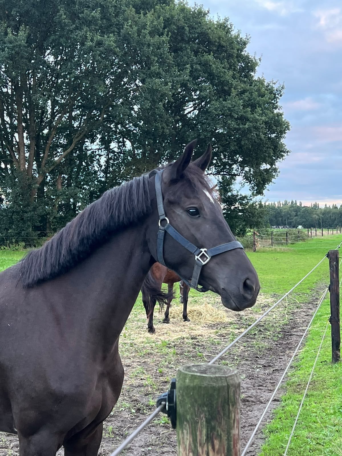 Zwarte parel New Forest, Dieren en Toebehoren, Merrie, Zadelmak, D pony (1.37m tot 1.48m), 3 tot 6 jaar