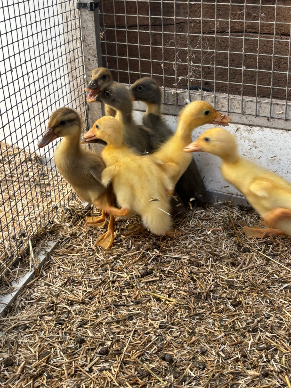 Indische loopeend pullen.loopeenden, Dieren en Toebehoren, Pluimvee, Geslacht onbekend, Eend