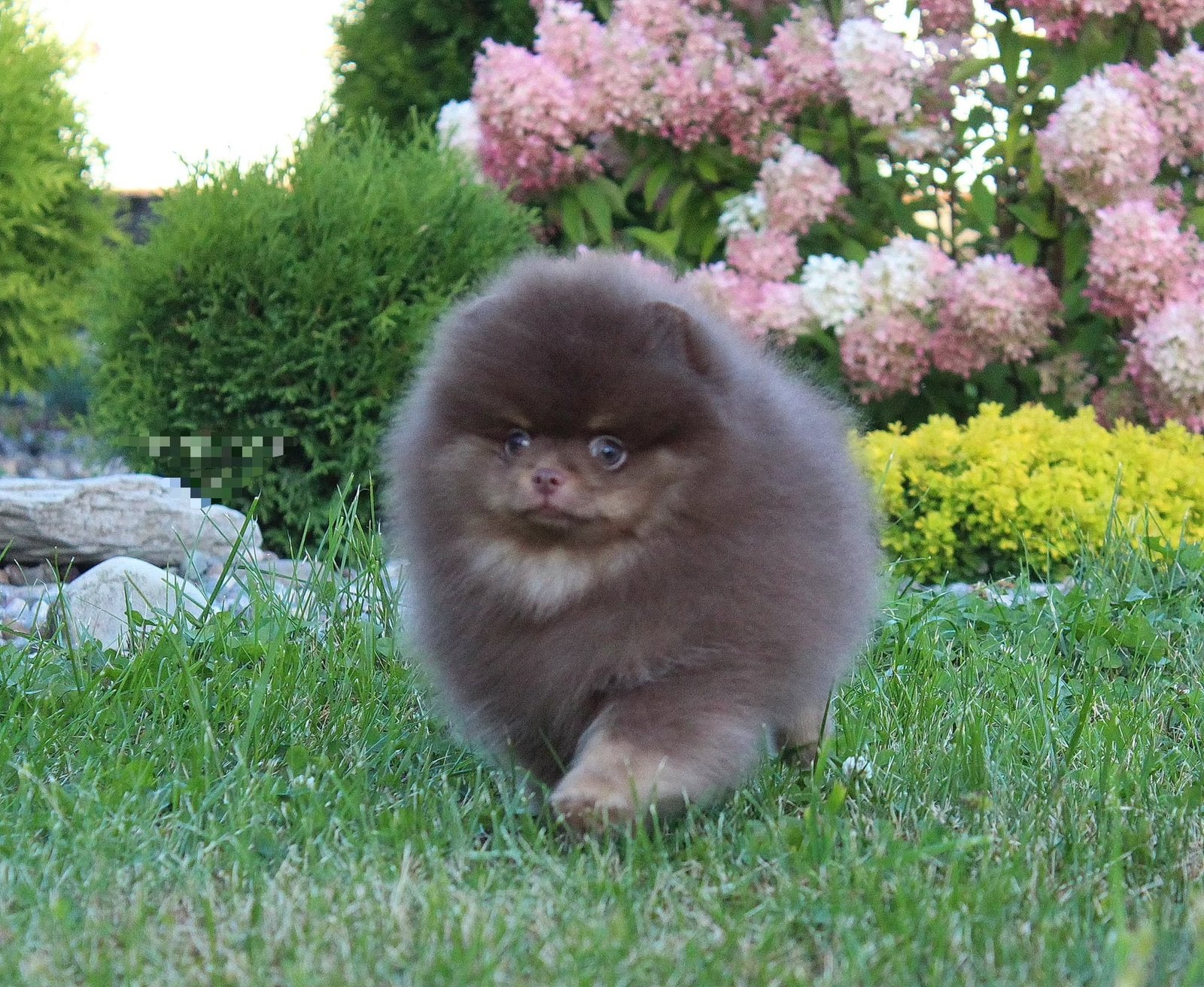 Choco pomeranian reu met stamboom 08-06-2026 pomeriaan, Keeshond, 15 weken tot 1 jaar, Reu, Buitenland