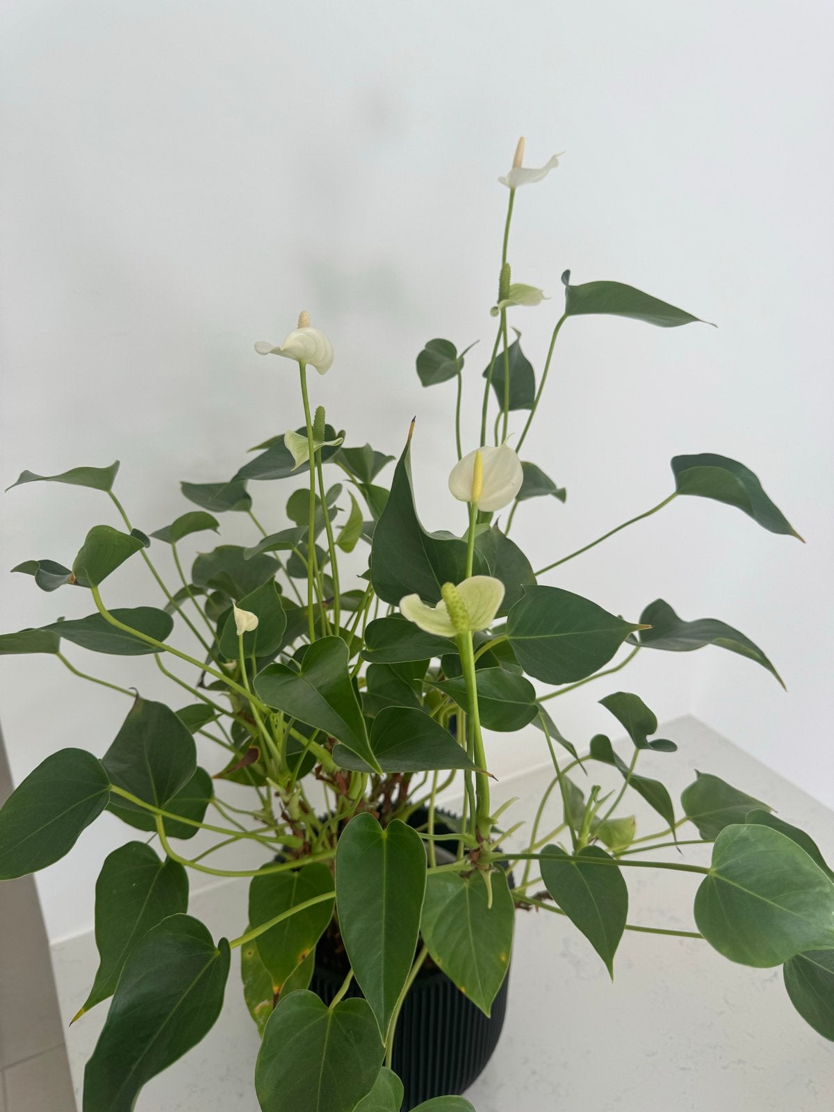 Anthurium plant in zwarte plantenpot, Ophalen, Kunststof, Met patroon/structuur, Zwart