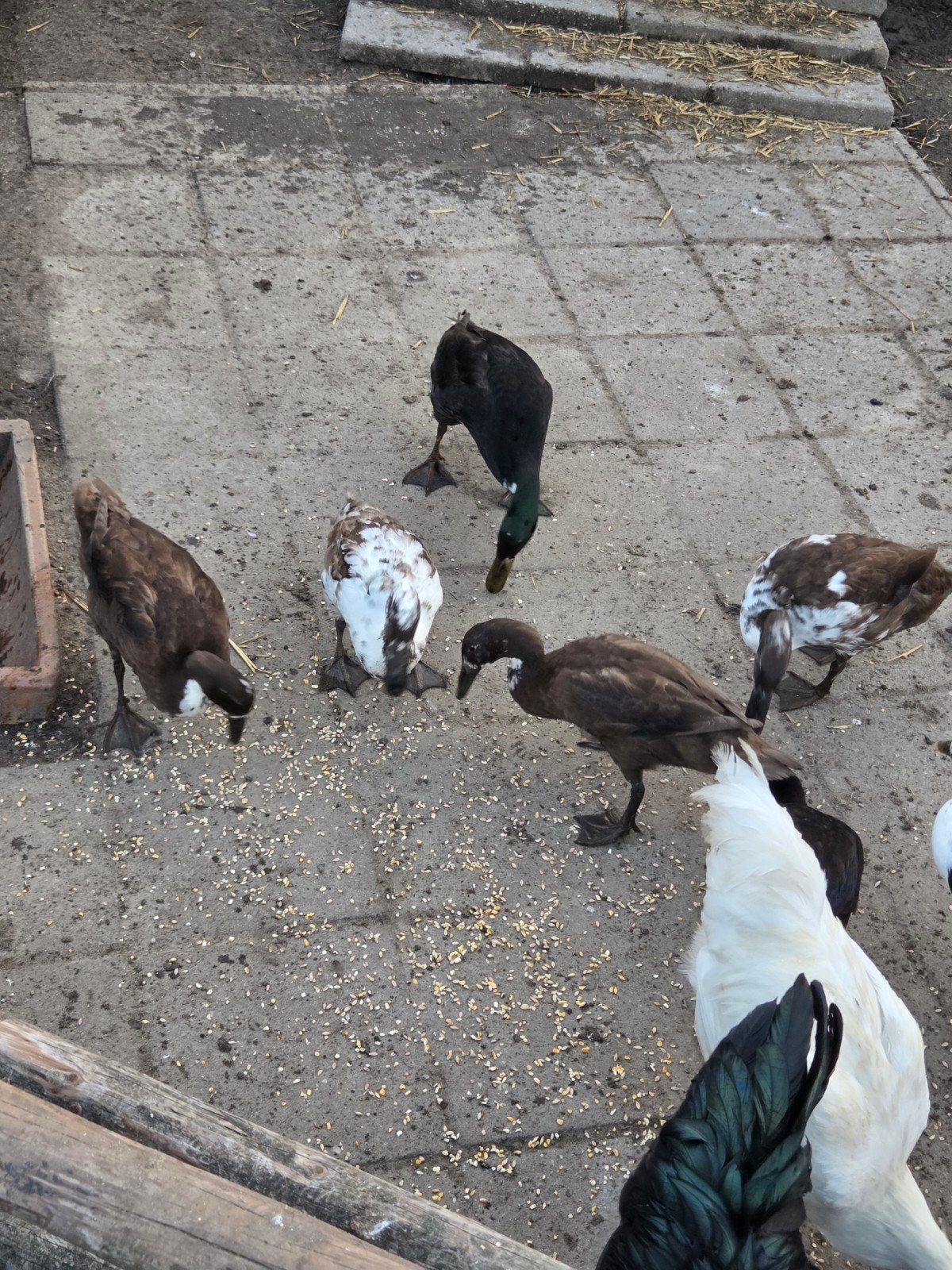 loop eenden  loopeenden, Dieren en Toebehoren, Meerdere dieren, Eend