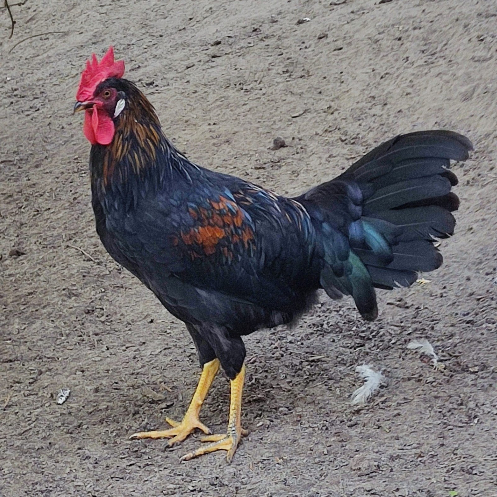 Gratis Jonge haan, leghorn, Mannelijk, Kip