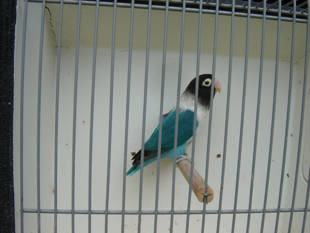 Agapornis *, Vrouwelijk, Dwergpapegaai of Agapornis
