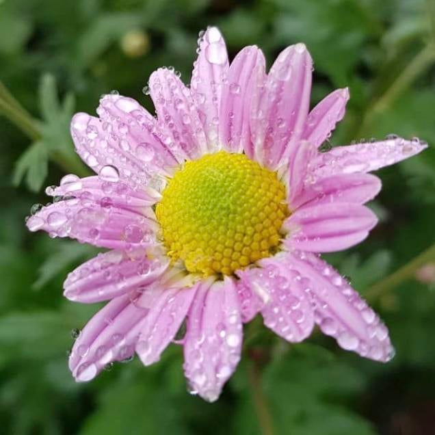 Chrysanten planten potmaat p9, Tuin en Terras, Vaste plant, Halfschaduw, Herfst, Ophalen