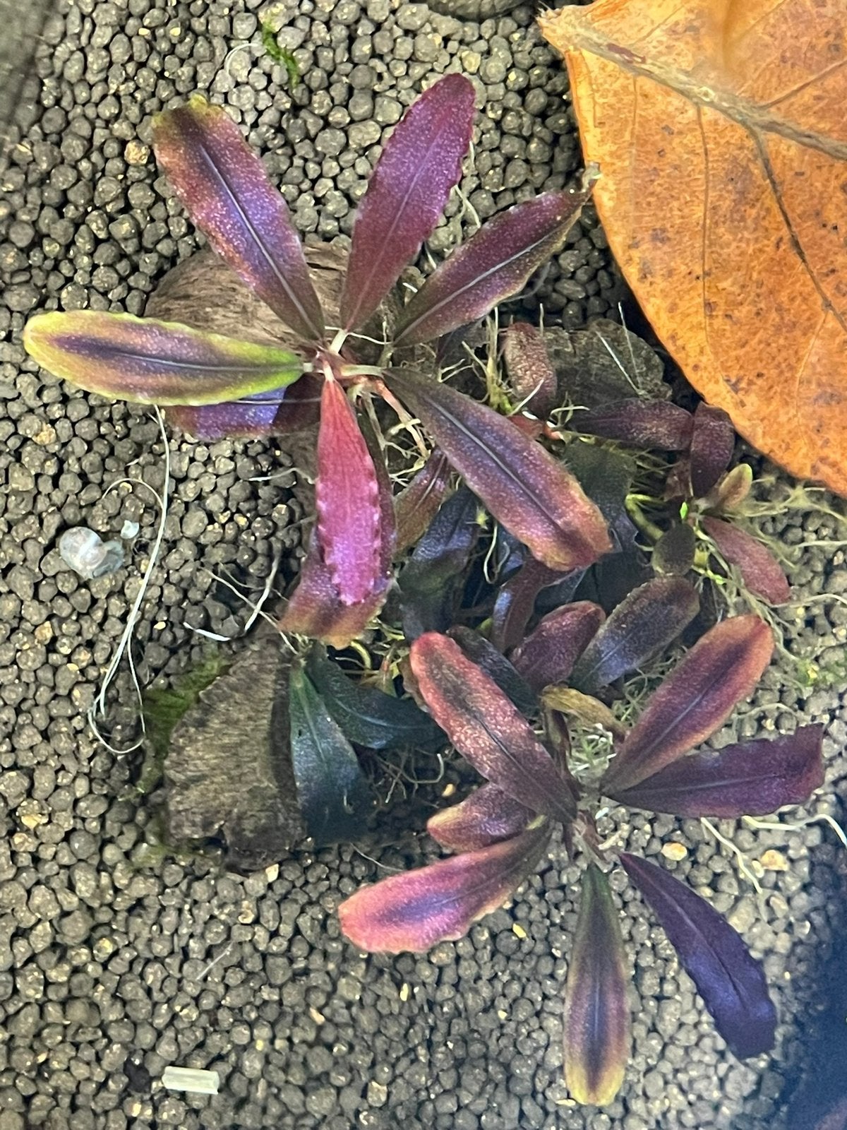 Bucephalandra lila ghost stekken, Dieren en Toebehoren, Vissen | Aquaria en Toebehoren, Ophalen of Verzenden, Zo goed als nieuw