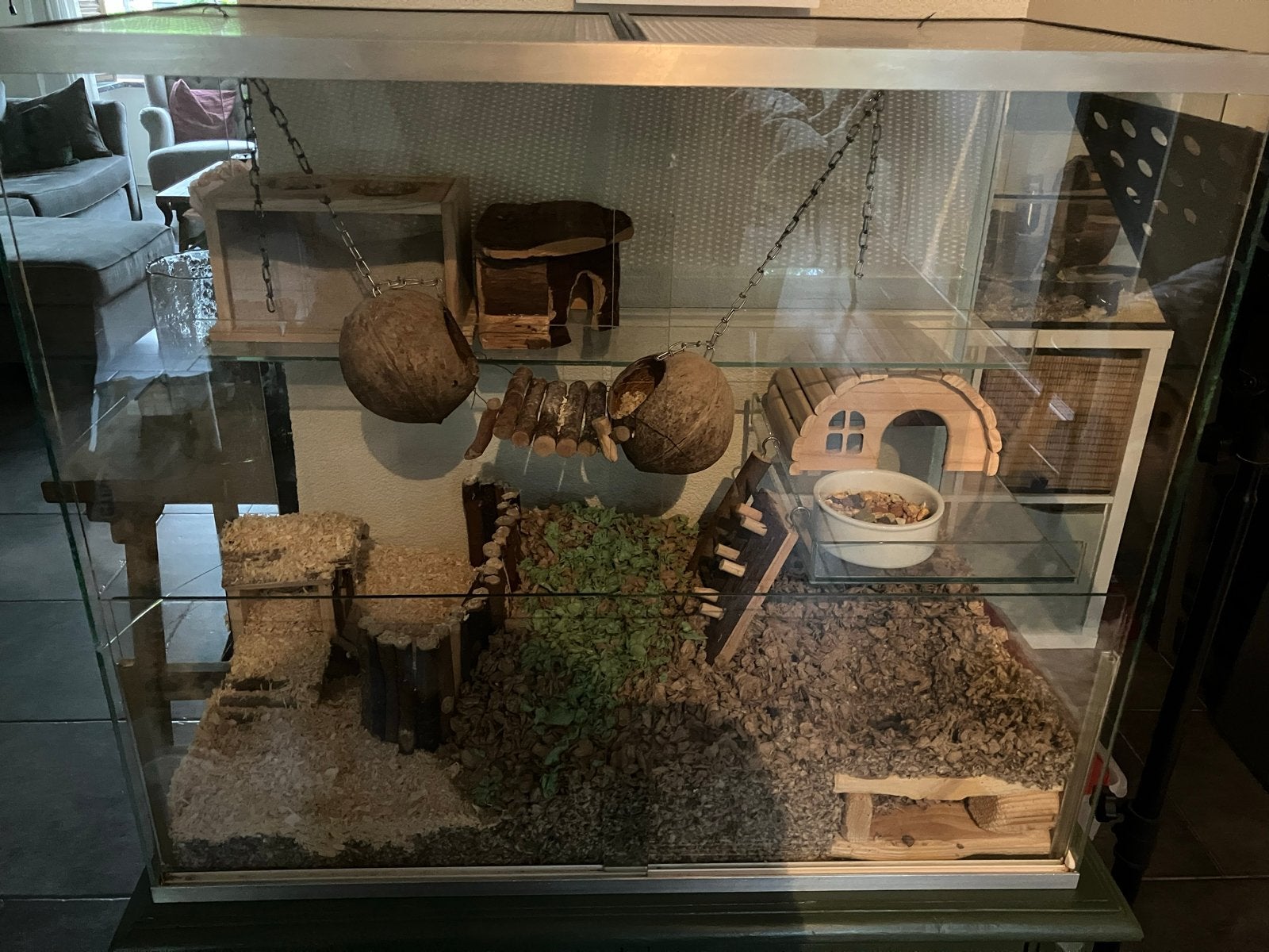 2 gerbils met gerbilarium, Dieren en Toebehoren, Knaagdieren, December, Mannelijk, Overige typen
