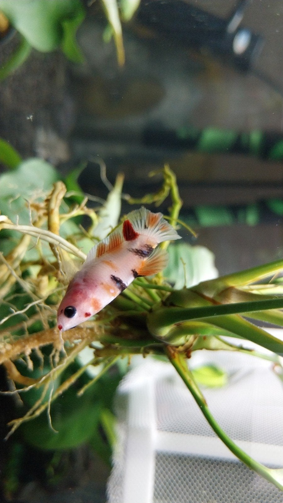 Mooie galaxy marble koi betta vrouw, Vis, Zoetwatervis
