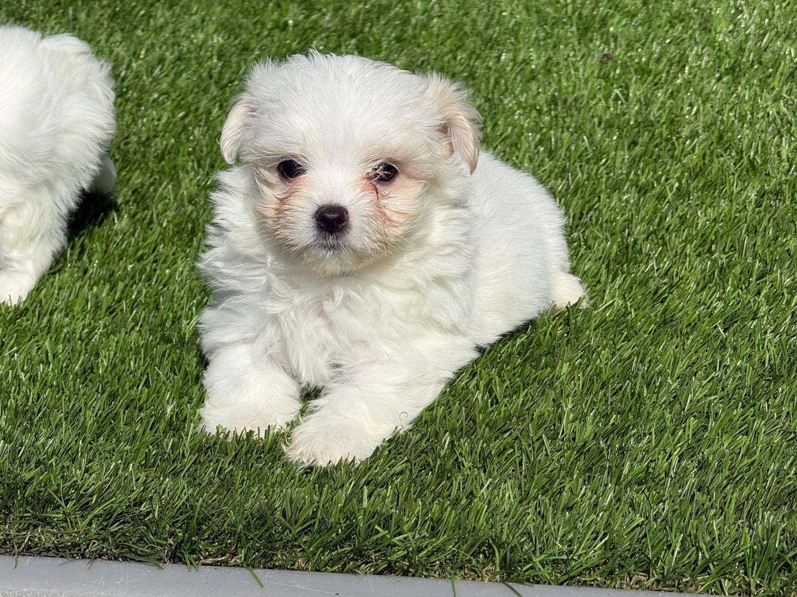 Mooie kleine mini Maltezer pups aangeboden, Maltezer, Nederland, Parvo, 8 tot 15 weken