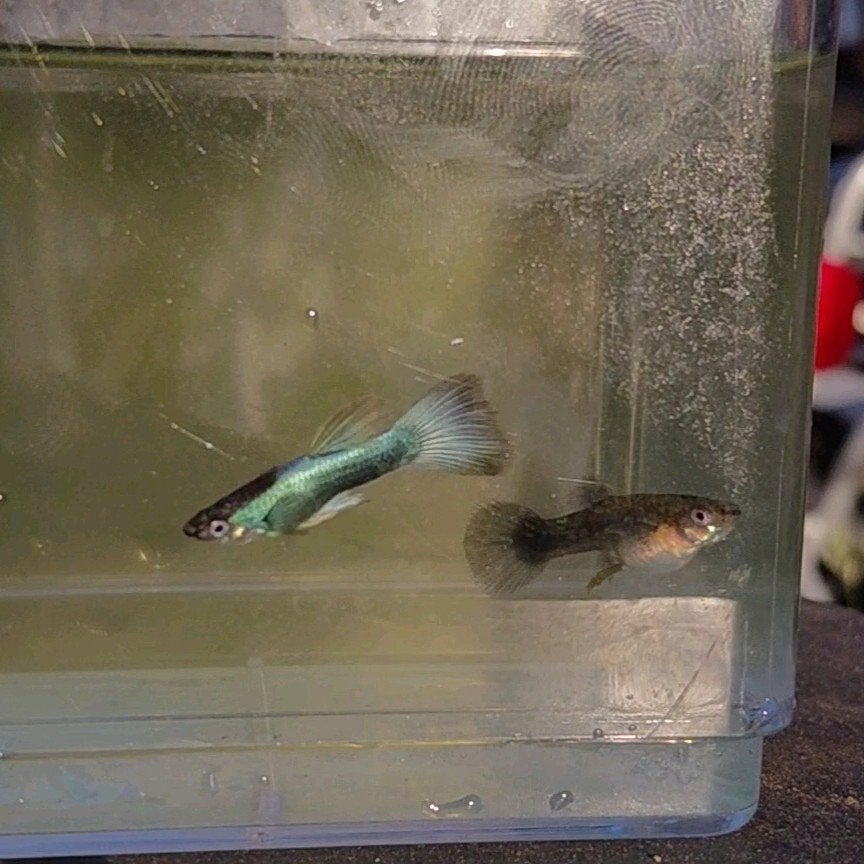 Mooie Halfblack Blue Singa cross guppy’s, Vis