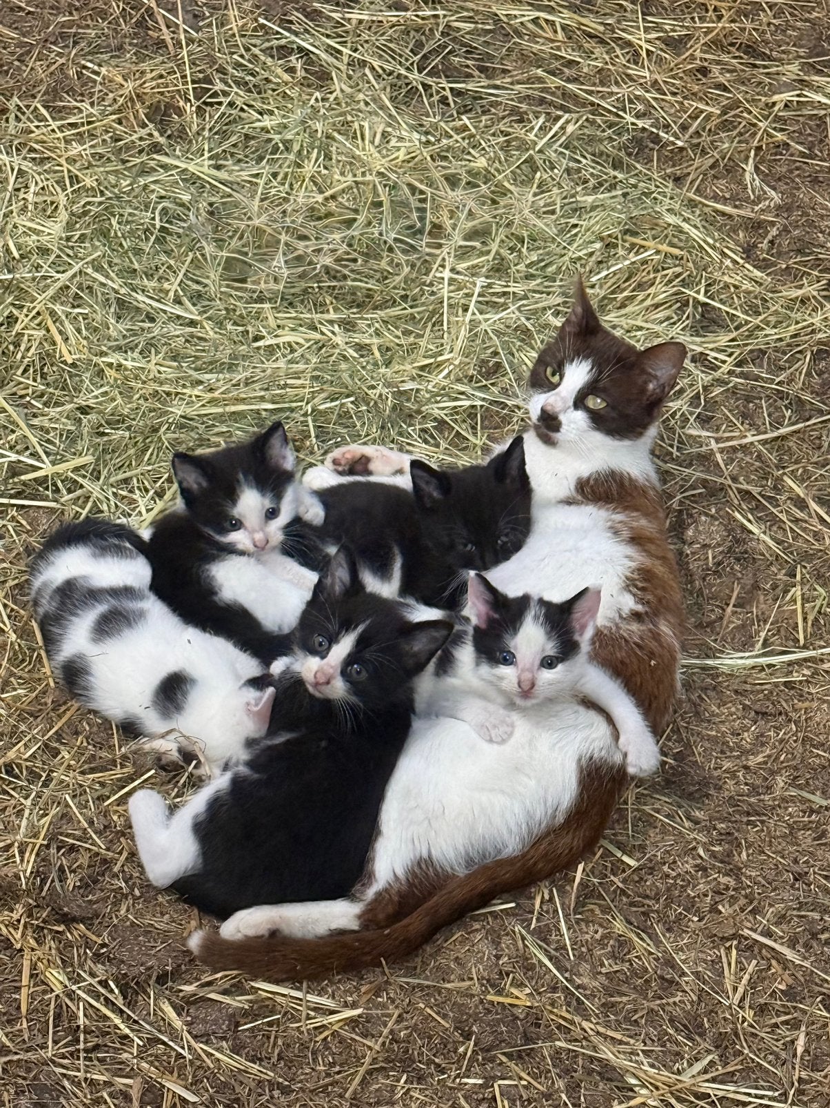Boerderij kittens, Meerdere dieren