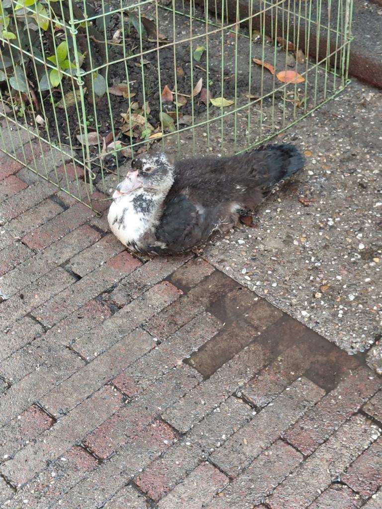 Mooie  muskus eend, Dieren en Toebehoren, Pluimvee, Eend