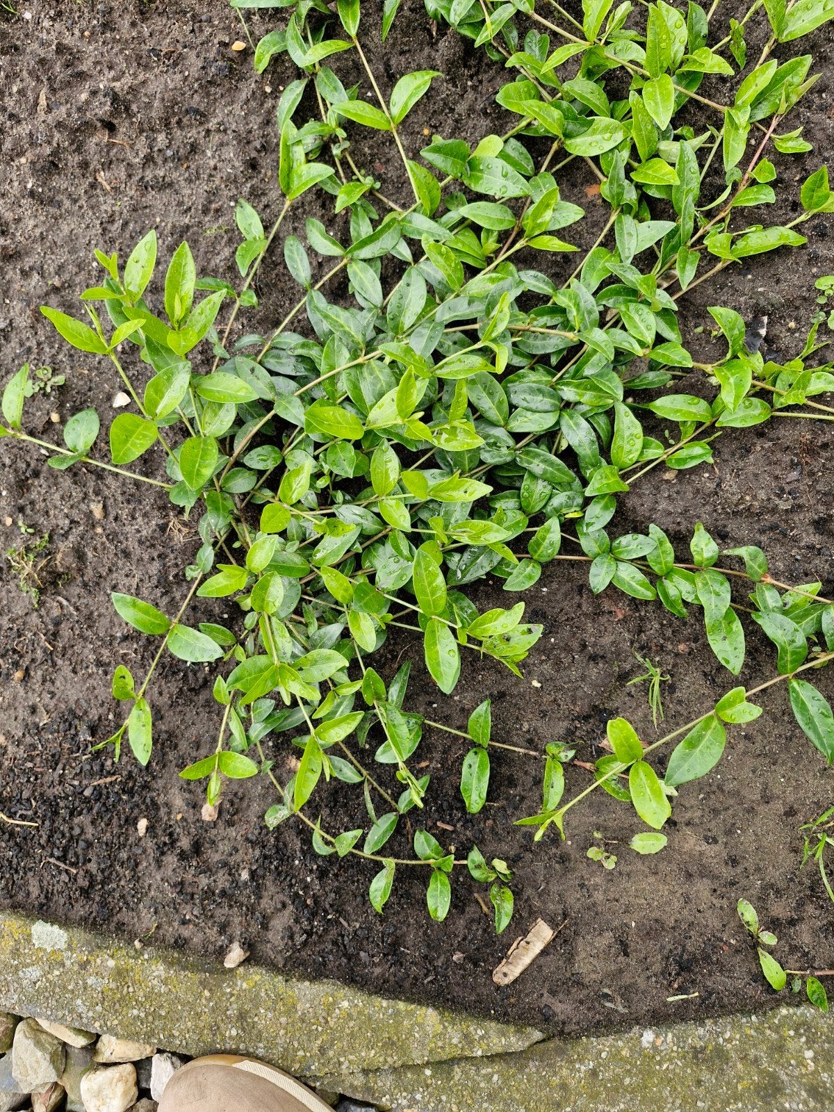 80 maagdenpalms voor zaterdag 13 juni ophalen, Tuin en Terras, Planten | Struiken en Hagen, Ophalen, Overige soorten