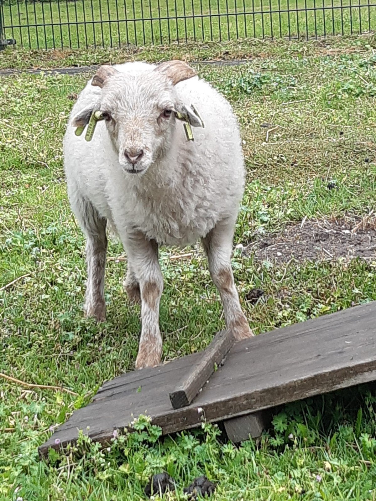 Te koop, Mannelijk, Schaap