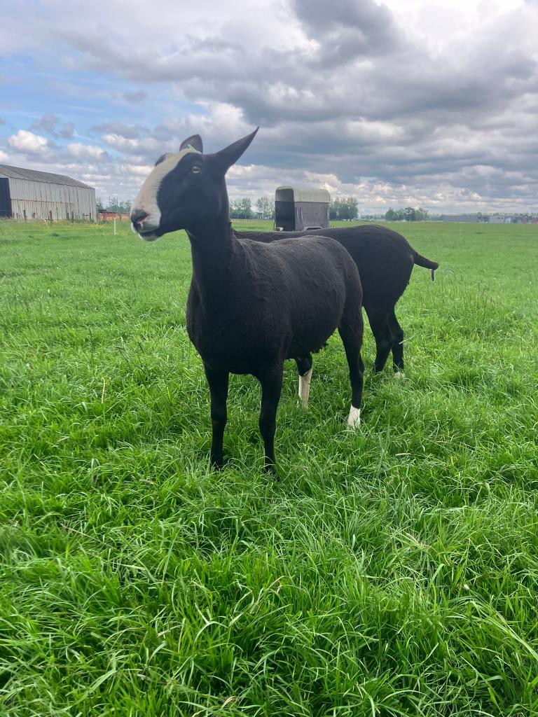 Zwartbles stamboek enter te koop, Dieren en Toebehoren, Vrouwelijk, Schaap, 0 tot 2 jaar
