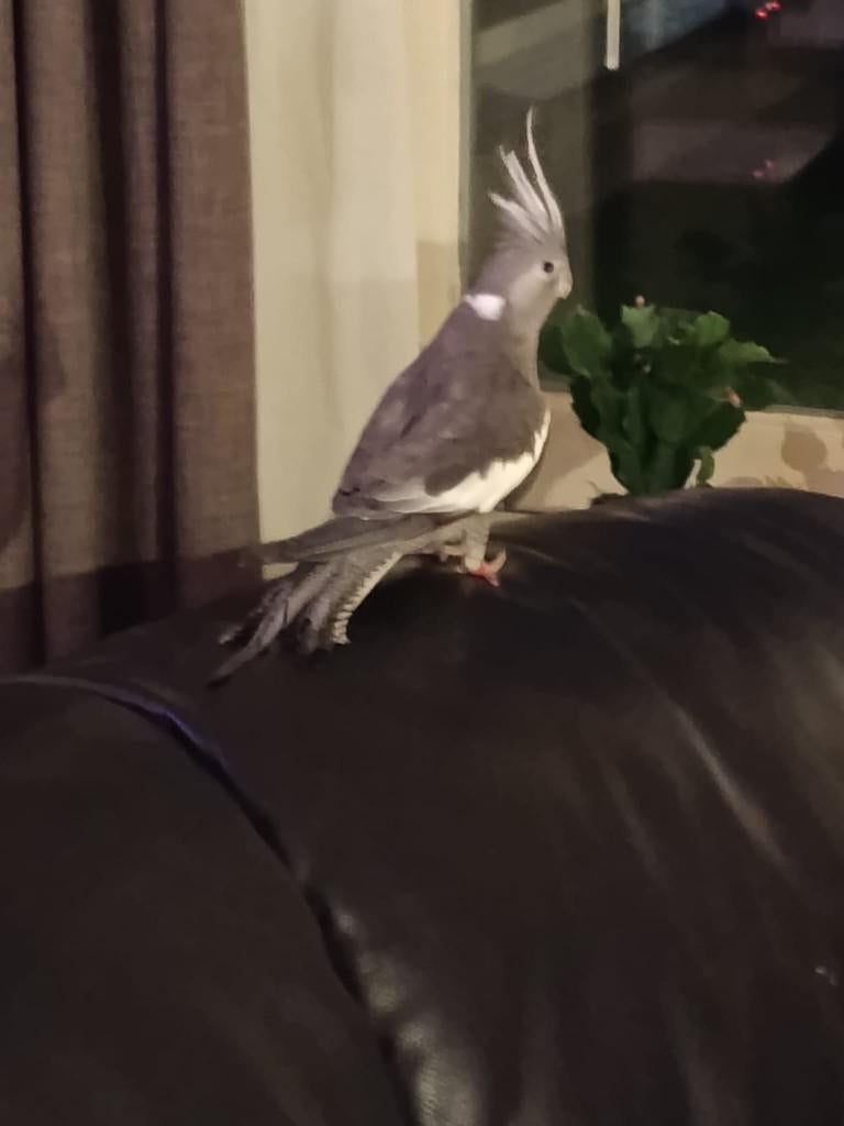 Gezocht gratis, een tamme valkparkiet man, Dieren en Toebehoren, Mannelijk, Parkiet, Tam
