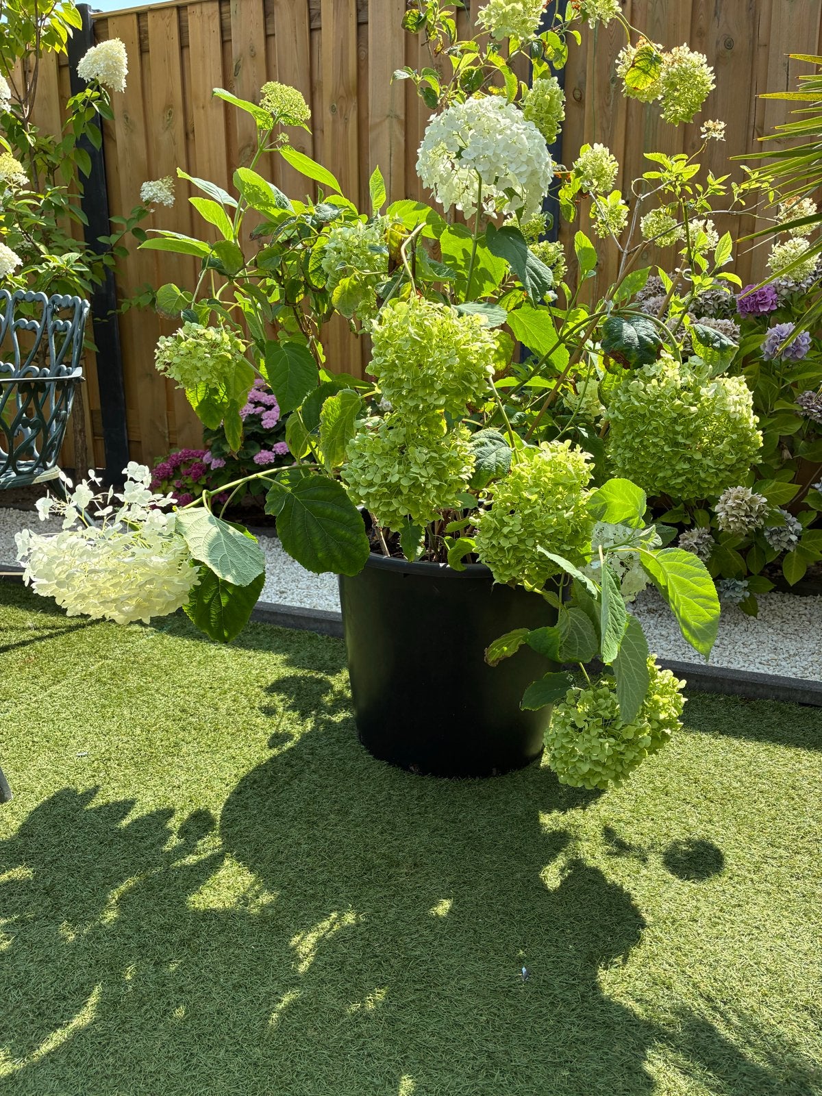 Hydrangea Annabelle in grote kuip - Prachtige Hortensia, Vaste plant, Halfschaduw, Zomer, Ophalen