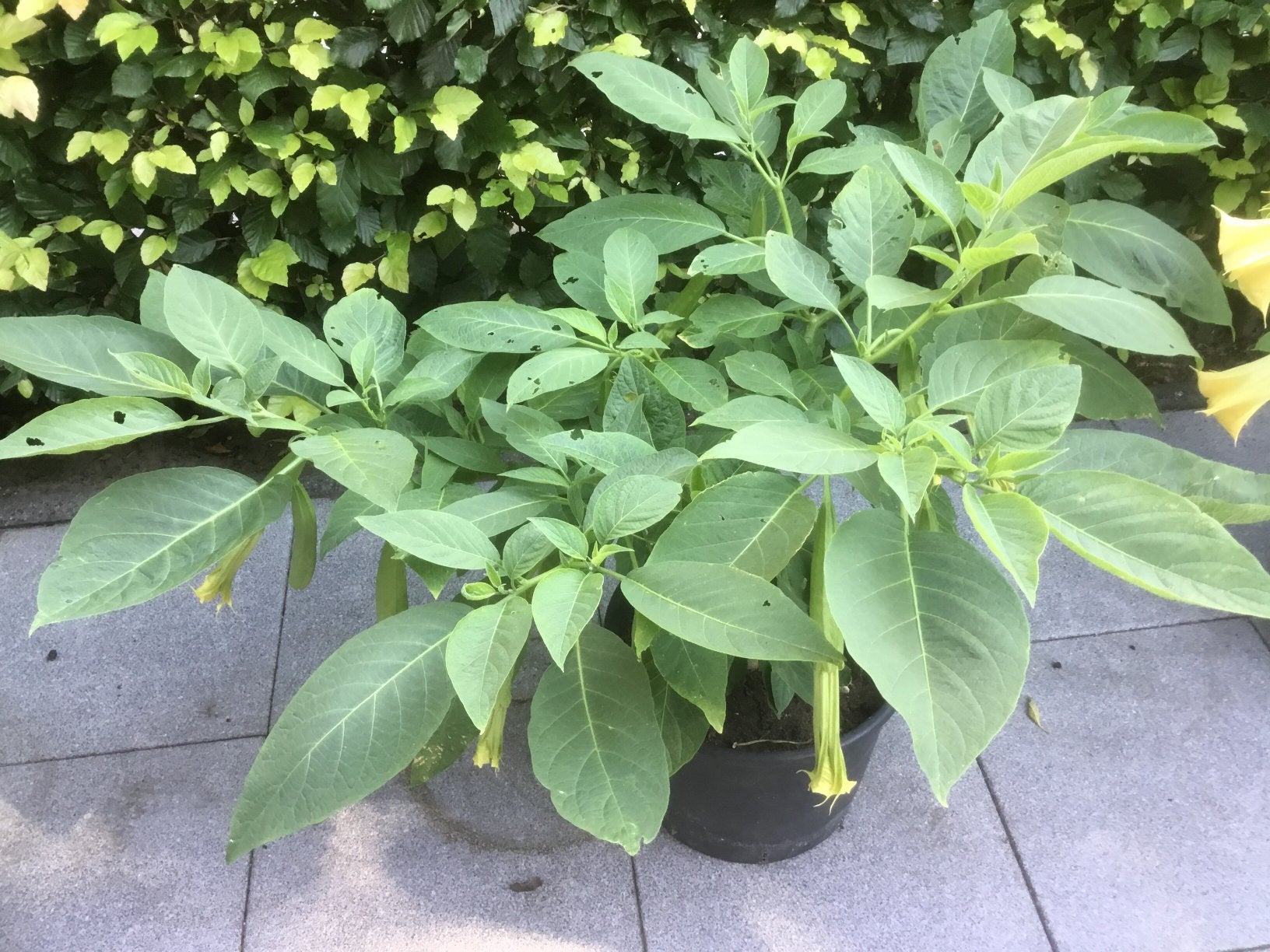 Datura of brugmania wit., Tuin en Terras, Ophalen of Verzenden