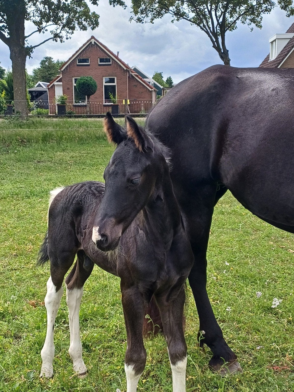 ️Oreo (barock pinto hengst veulen), Dieren en Toebehoren, Hengst, Niet van toepassing, Minder dan 160 cm, 0 tot 2 jaar