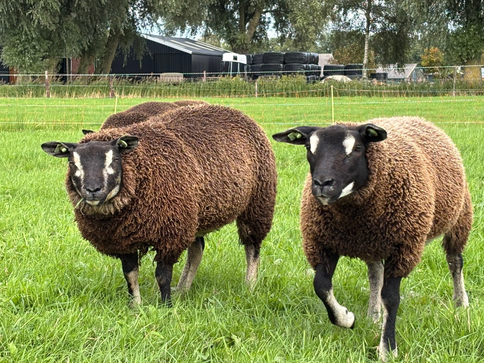 14 dassenkop&zwartmengkleur ooilammeren stamboek zwoegervrij, Dieren en Toebehoren, Schapen, Geiten en Varkens, Vrouwelijk, Schaap