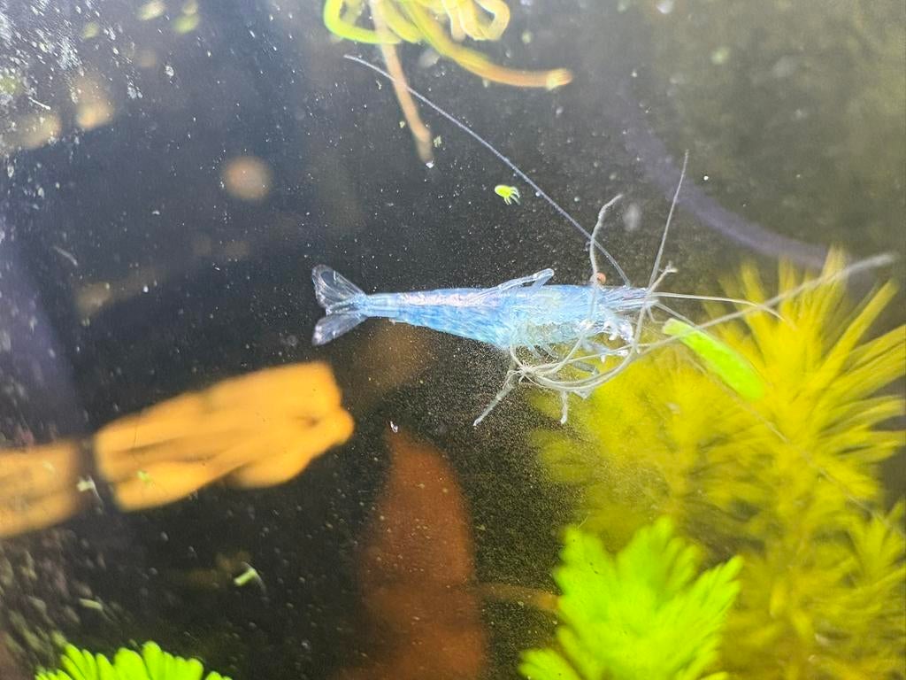 Bleu Jelly garnalen, Dieren en Toebehoren, Kreeft, Krab of Garnaal