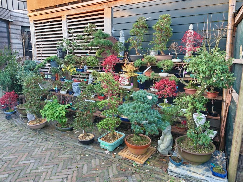 Bonsai Pinus Juniperus Azalea Wisteria Acer Prunus etc, Tuin en Terras, Planten | Bomen, Bloeit niet, Halfschaduw, Minder dan 100 cm